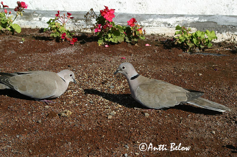 Avainsanat: Tórtora turca Tyrkerdue Turkse tortel Eurasian Collared Dove Kaelus-turteltuvi Turkinkyyhky Tourterelle turque Türkentaube Balkáni gerle Tyrkjadúfa Tyrkerdue Rola-turca Streptopelia decaocto Tórtola Turca Turkduva