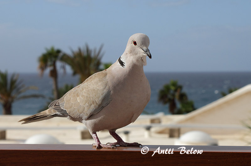 Avainsanat: Tórtora turca Tyrkerdue Turkse tortel Eurasian Collared Dove Kaelus-turteltuvi Turkinkyyhky Tourterelle turque Türkentaube Balkáni gerle Tyrkjadúfa Tyrkerdue Rola-turca Streptopelia decaocto Tórtola Turca Turkduva