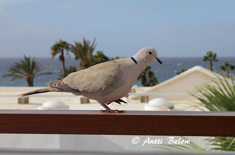 Avainsanat: Tórtora turca Tyrkerdue Turkse tortel Eurasian Collared Dove Kaelus-turteltuvi Turkinkyyhky Tourterelle turque Türkentaube Balkáni gerle Tyrkjadúfa Tyrkerdue Rola-turca Streptopelia decaocto Tórtola Turca Turkduva