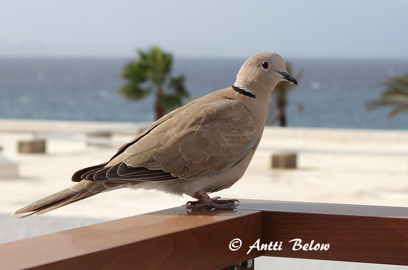 Avainsanat: Tórtora turca Tyrkerdue Turkse tortel Eurasian Collared Dove Kaelus-turteltuvi Turkinkyyhky Tourterelle turque Türkentaube Balkáni gerle Tyrkjadúfa Tyrkerdue Rola-turca Streptopelia decaocto Tórtola Turca Turkduva
