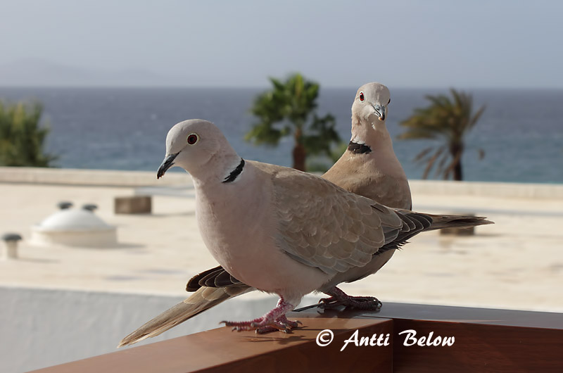 Avainsanat: Tórtora turca Tyrkerdue Turkse tortel Eurasian Collared Dove Kaelus-turteltuvi Turkinkyyhky Tourterelle turque Türkentaube Balkáni gerle Tyrkjadúfa Tyrkerdue Rola-turca Streptopelia decaocto Tórtola Turca Turkduva