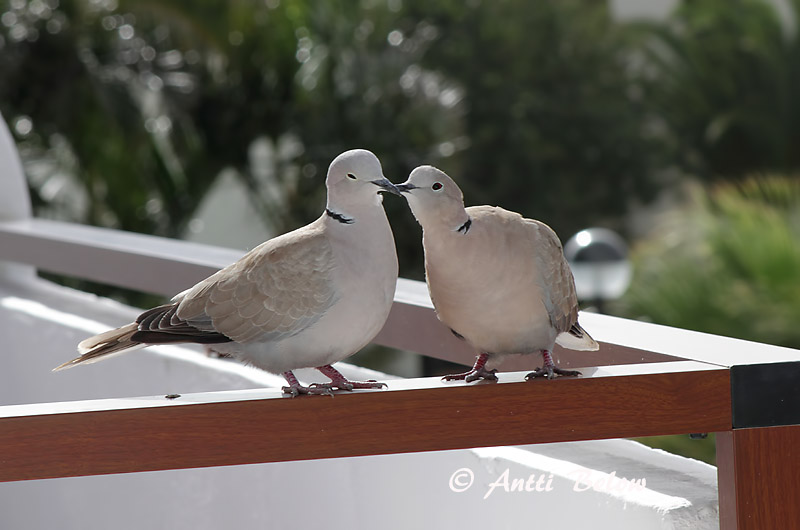 Avainsanat: Tórtora turca Tyrkerdue Turkse tortel Eurasian Collared Dove Kaelus-turteltuvi Turkinkyyhky Tourterelle turque Türkentaube Balkáni gerle Tyrkjadúfa Tyrkerdue Rola-turca Streptopelia decaocto Tórtola Turca Turkduva