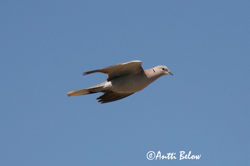 Avainsanat: Tórtora turca Tyrkerdue Turkse tortel Eurasian Collared Dove Kaelus-turteltuvi Turkinkyyhky Tourterelle turque Türkentaube Balkáni gerle Tyrkjadúfa Tyrkerdue Rola-turca Streptopelia decaocto Tórtola Turca Turkduva