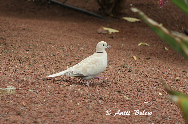 Avainsanat: Tórtora turca Tyrkerdue Turkse tortel Eurasian Collared Dove Kaelus-turteltuvi Turkinkyyhky Tourterelle turque Türkentaube Balkáni gerle Tyrkjadúfa Tyrkerdue Rola-turca Streptopelia decaocto Tórtola Turca Turkduva