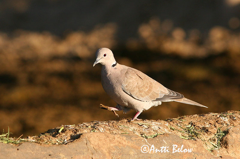 Avainsanat: Tórtora turca Tyrkerdue Turkse tortel Eurasian Collared Dove Kaelus-turteltuvi Turkinkyyhky Tourterelle turque Türkentaube Balkáni gerle Tyrkjadúfa Tyrkerdue Rola-turca Streptopelia decaocto Tórtola Turca Turkduva
