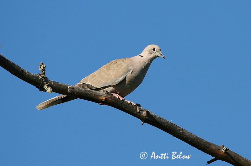 Avainsanat: Tórtora turca Tyrkerdue Turkse tortel Eurasian Collared Dove Kaelus-turteltuvi Turkinkyyhky Tourterelle turque Türkentaube Balkáni gerle Tyrkjadúfa Tyrkerdue Rola-turca Streptopelia decaocto Tórtola Turca Turkduva