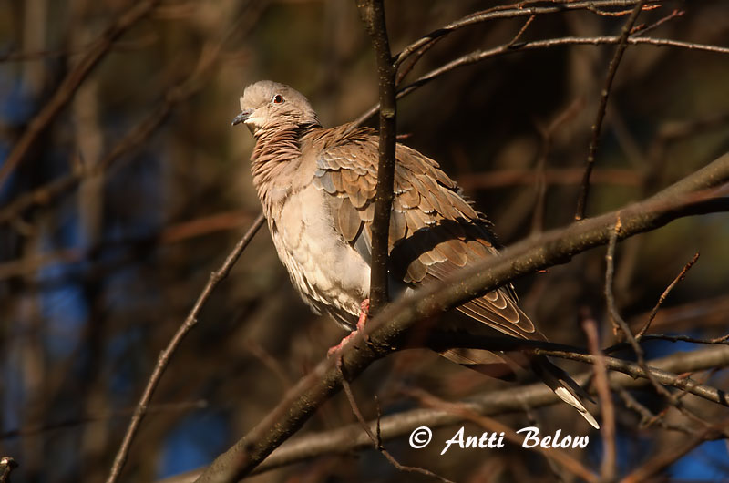 Avainsanat: Tórtora turca Tyrkerdue Turkse tortel Eurasian Collared Dove Kaelus-turteltuvi Turkinkyyhky Tourterelle turque Türkentaube Balkáni gerle Tyrkjadúfa Tyrkerdue Rola-turca Streptopelia decaocto Tórtola Turca Turkduva