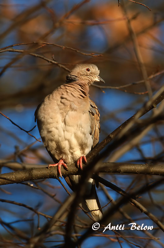 Avainsanat: Tórtora turca Tyrkerdue Turkse tortel Eurasian Collared Dove Kaelus-turteltuvi Turkinkyyhky Tourterelle turque Türkentaube Balkáni gerle Tyrkjadúfa Tyrkerdue Rola-turca Streptopelia decaocto Tórtola Turca Turkduva