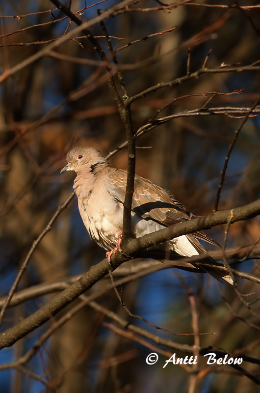 Avainsanat: Tórtora turca Tyrkerdue Turkse tortel Eurasian Collared Dove Kaelus-turteltuvi Turkinkyyhky Tourterelle turque Türkentaube Balkáni gerle Tyrkjadúfa Tyrkerdue Rola-turca Streptopelia decaocto Tórtola Turca Turkduva
