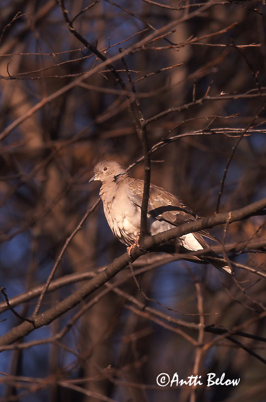 decaocto x turtur
Avainsanat: Tórtora turca Tyrkerdue Turkse tortel Eurasian Collared Dove Kaelus-turteltuvi Turkinkyyhky Tourterelle turque Türkentaube Balkáni gerle Tyrkjadúfa Tyrkerdue Rola-turca Streptopelia decaocto Tórtola Turca Turkduva
