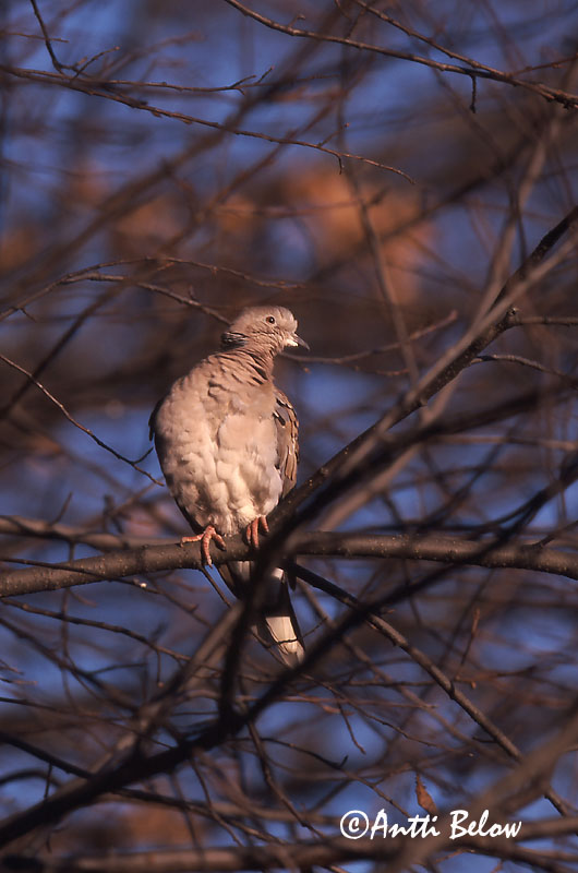 decaocto x turtur
Avainsanat: Tórtora turca Tyrkerdue Turkse tortel Eurasian Collared Dove Kaelus-turteltuvi Turkinkyyhky Tourterelle turque Türkentaube Balkáni gerle Tyrkjadúfa Tyrkerdue Rola-turca Streptopelia decaocto Tórtola Turca Turkduva