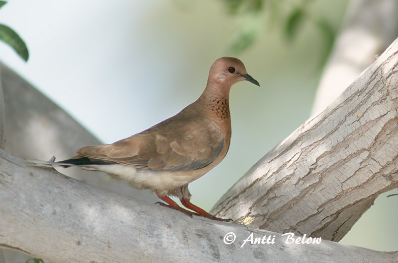 Avainsanat: Tórtora del Senegal Palmedue Palmtortel Laughing Dove Palmukyyhky Tourterelle maillée Palmtaube Pálmagerle Díladúfa Palmedue Rola do Senegal Streptopelia senegalensis Tórtola Senegalesa Palmduva