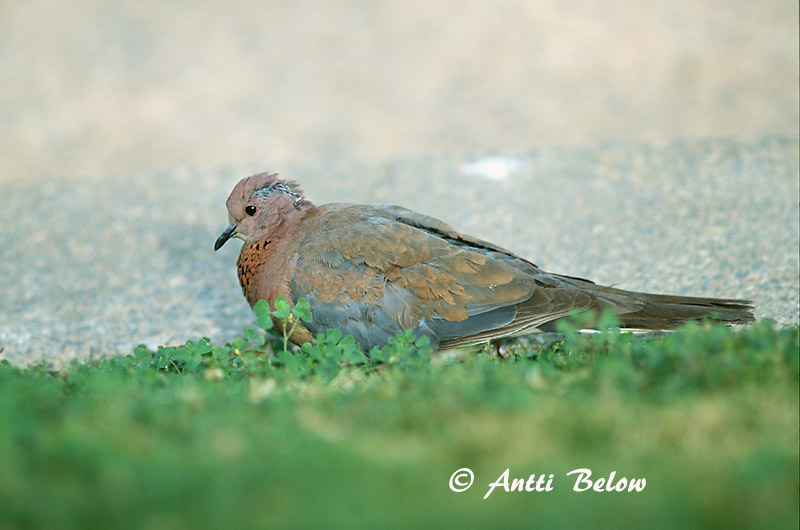 Avainsanat: Tórtora del Senegal Palmedue Palmtortel Laughing Dove Palmukyyhky Tourterelle maillée Palmtaube Pálmagerle Díladúfa Palmedue Rola do Senegal Streptopelia senegalensis Tórtola Senegalesa Palmduva