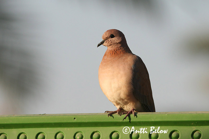 Avainsanat: Tórtora del Senegal Palmedue Palmtortel Laughing Dove Palmukyyhky Tourterelle maillée Palmtaube Pálmagerle Díladúfa Palmedue Rola do Senegal Streptopelia senegalensis Tórtola Senegalesa Palmduva