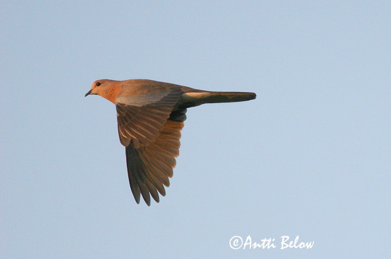 Avainsanat: Tórtora del Senegal Palmedue Palmtortel Laughing Dove Palmukyyhky Tourterelle maillée Palmtaube Pálmagerle Díladúfa Palmedue Rola do Senegal Streptopelia senegalensis Tórtola Senegalesa Palmduva