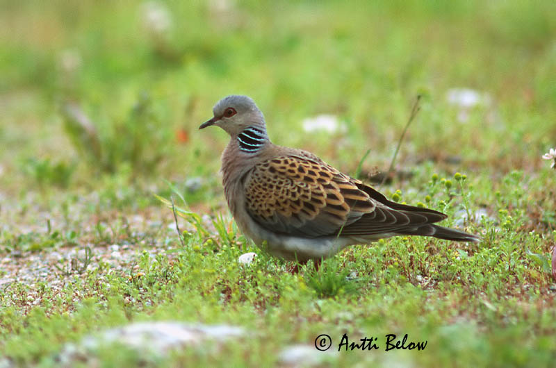Avainsanat: Tórtora Turteldue Zomertortel European Turtle Dove Turteltuvi Turturikyyhky Tourterelle des bois Turteltaube Vadgerle  Turtildúfa Turteldue Rola-comum Streptopelia turtur Tórtola Común Turturduva