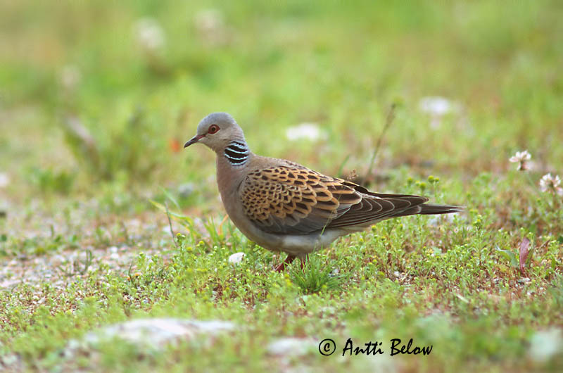 Avainsanat: Tórtora Turteldue Zomertortel European Turtle Dove Turteltuvi Turturikyyhky Tourterelle des bois Turteltaube Vadgerle  Turtildúfa Turteldue Rola-comum Streptopelia turtur Tórtola Común Turturduva