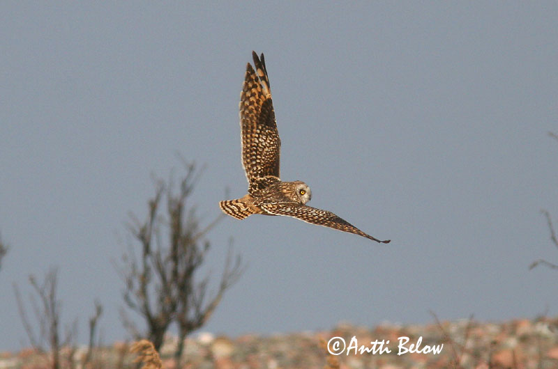 Lågskär, Finland
5/2006
Avainsanat: Mussol emigrant Mosehornugle Velduil Short-eared Owl Sooräts Suopöllö Hibou des marais Sumpfohreule Réti Brandugla fülesbagoly Jordugle Coruja-do-nabal Asio flammeus Lechuza Campestre Jorduggla