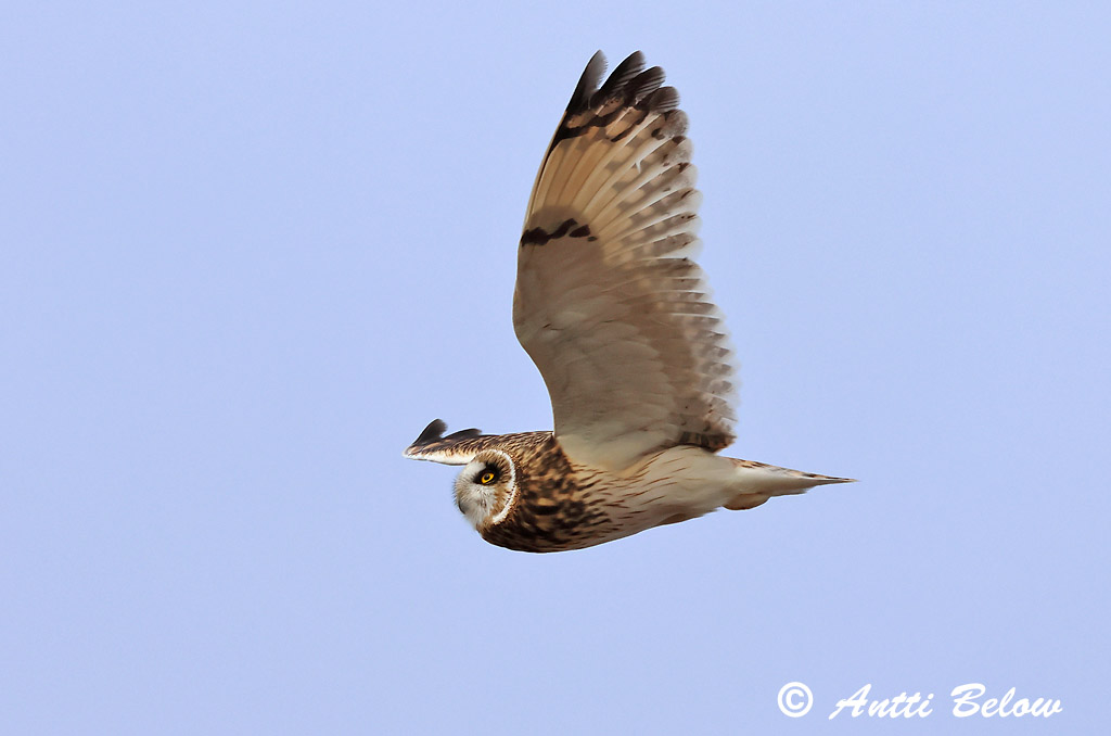 Signilskär, Hammarland 4/2025
Avainsanat: Mussol emigrant Mosehornugle Velduil Short-eared Owl Sooräts Suopöllö Hibou des marais Sumpfohreule Réti Brandugla fülesbagoly Jordugle Coruja-do-nabal Asio flammeus Lechuza Campestre Jorduggla