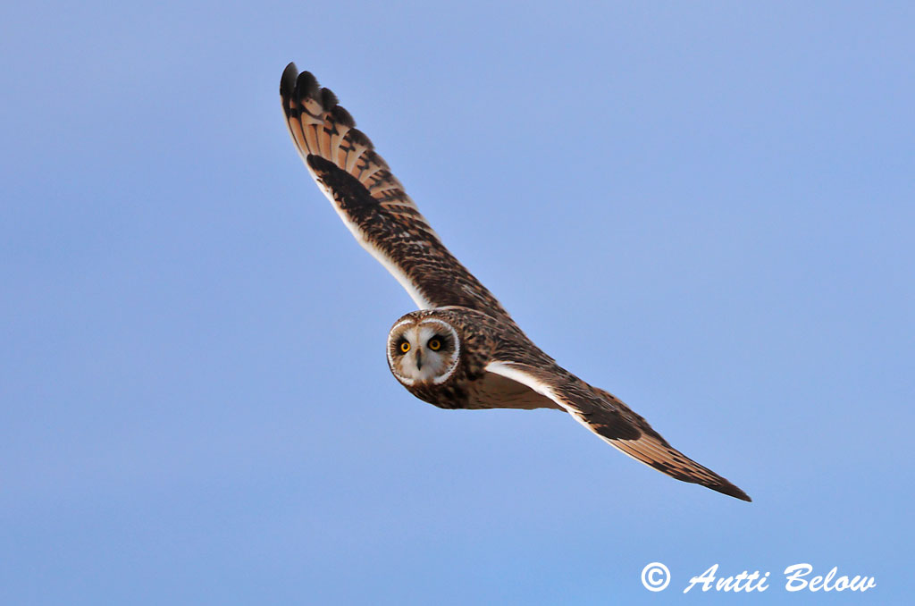 Signilskär, Hammarland 4/2025
Avainsanat: Mussol emigrant Mosehornugle Velduil Short-eared Owl Sooräts Suopöllö Hibou des marais Sumpfohreule Réti Brandugla fülesbagoly Jordugle Coruja-do-nabal Asio flammeus Lechuza Campestre Jorduggla
