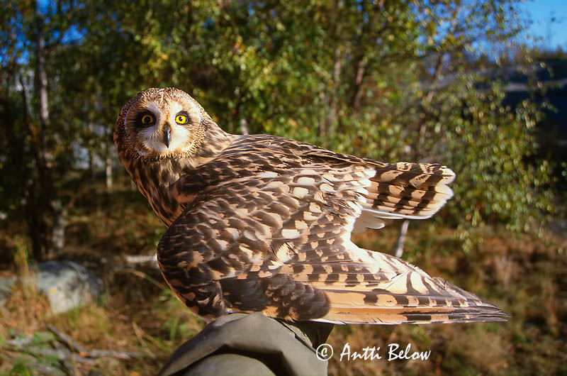 Avainsanat: Mussol emigrant Mosehornugle Velduil Short-eared Owl Sooräts Suopöllö Hibou des marais Sumpfohreule Réti Brandugla fülesbagoly Jordugle Coruja-do-nabal Asio flammeus Lechuza Campestre Jorduggla