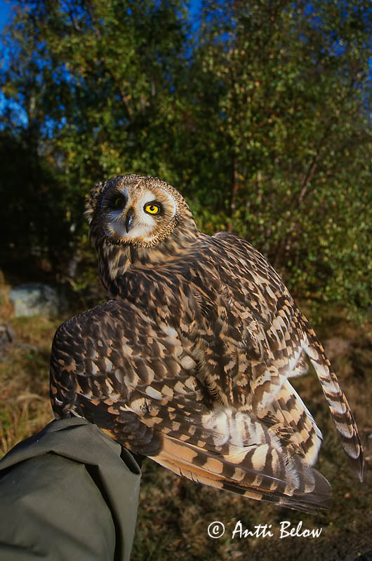 Avainsanat: Mussol emigrant Mosehornugle Velduil Short-eared Owl Sooräts Suopöllö Hibou des marais Sumpfohreule Réti Brandugla fülesbagoly Jordugle Coruja-do-nabal Asio flammeus Lechuza Campestre Jorduggla