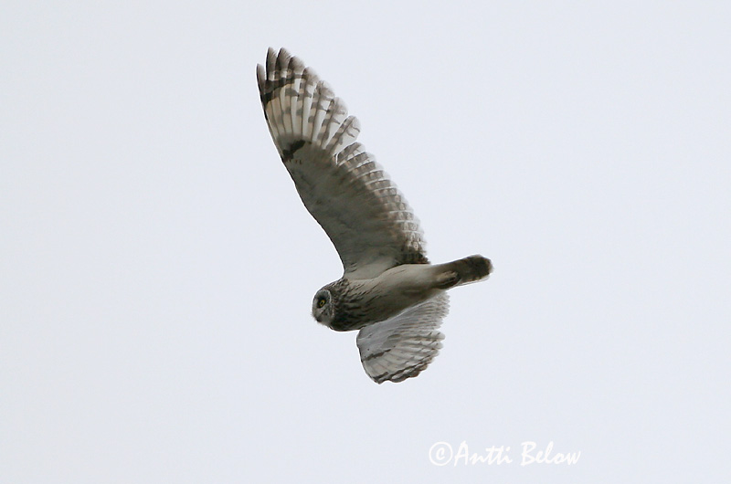 Avainsanat: Mussol emigrant Mosehornugle Velduil Short-eared Owl Sooräts Suopöllö Hibou des marais Sumpfohreule Réti Brandugla fülesbagoly Jordugle Coruja-do-nabal Asio flammeus Lechuza Campestre Jorduggla