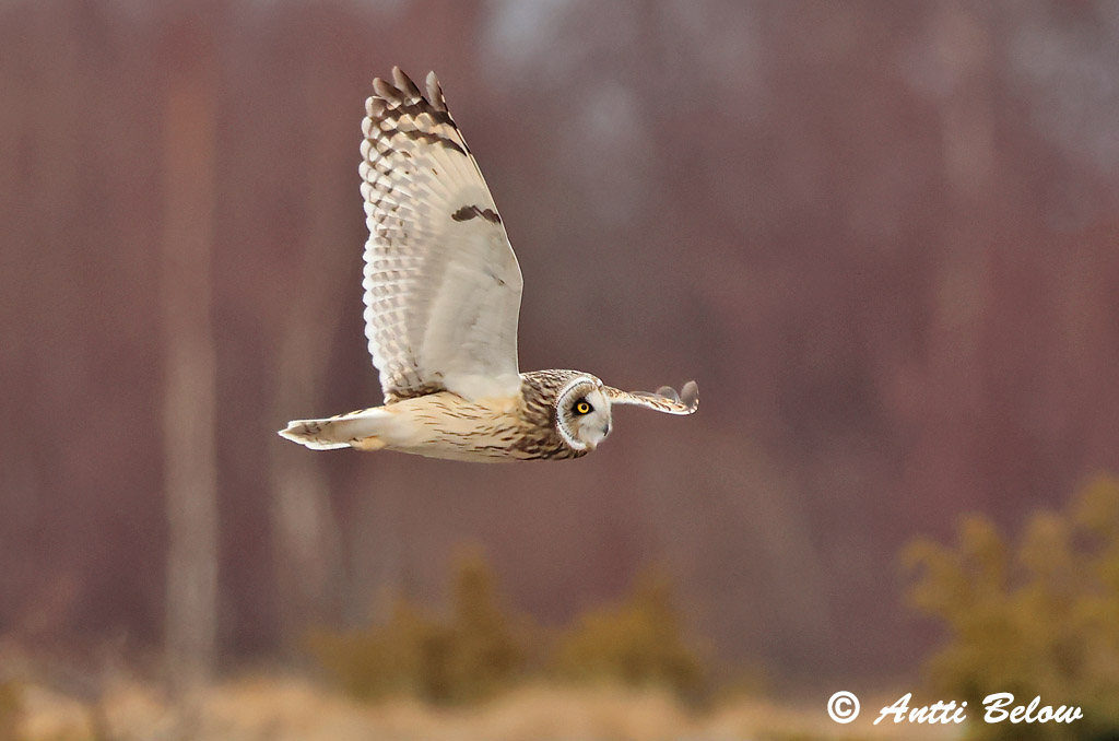 Signilskär
Avainsanat: Mussol emigrant Mosehornugle Velduil Short-eared Owl Sooräts Suopöllö Hibou des marais Sumpfohreule Réti Brandugla fülesbagoly Jordugle Coruja-do-nabal Asio flammeus Lechuza Campestre Jorduggla