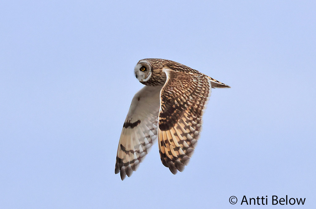 Signilskär
Avainsanat: Mussol emigrant Mosehornugle Velduil Short-eared Owl Sooräts Suopöllö Hibou des marais Sumpfohreule Réti Brandugla fülesbagoly Jordugle Coruja-do-nabal Asio flammeus Lechuza Campestre Jorduggla