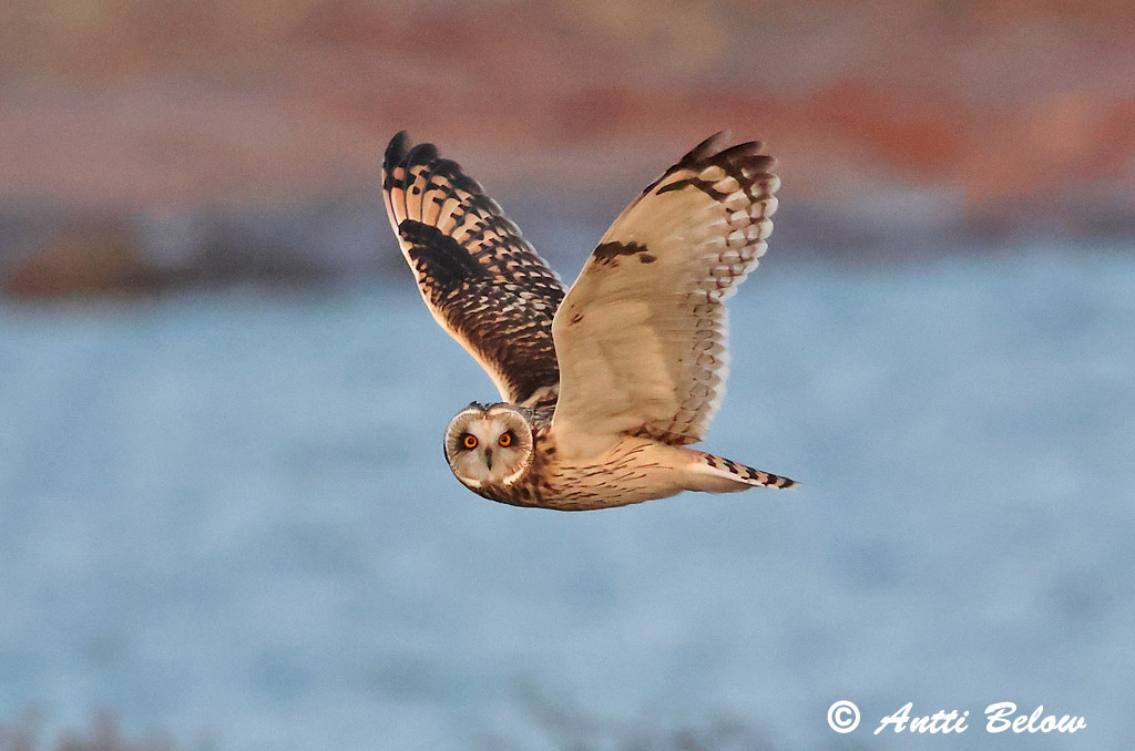 Signilskär
Avainsanat: Mussol emigrant Mosehornugle Velduil Short-eared Owl Sooräts Suopöllö Hibou des marais Sumpfohreule Réti Brandugla fülesbagoly Jordugle Coruja-do-nabal Asio flammeus Lechuza Campestre Jorduggla