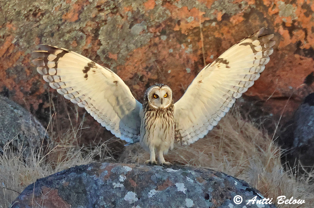 Signilskär
Avainsanat: Mussol emigrant Mosehornugle Velduil Short-eared Owl Sooräts Suopöllö Hibou des marais Sumpfohreule Réti Brandugla fülesbagoly Jordugle Coruja-do-nabal Asio flammeus Lechuza Campestre Jorduggla