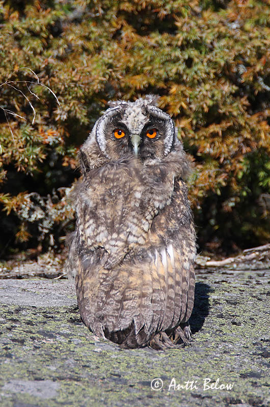 Avainsanat: Mussol banyut Skovhornugle Ransuil Long-eared Owl Kõrvukräts Sarvipöllö Hibou moyen-duc Waldohreule Erdei fülesbagoly Eyrugla Hornugle Bufo-pequeno Asio otus Búho Chico Hornuggla