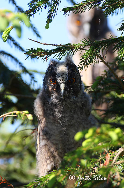 Avainsanat: Mussol banyut Skovhornugle Ransuil Long-eared Owl Kõrvukräts Sarvipöllö Hibou moyen-duc Waldohreule Erdei fülesbagoly Eyrugla Hornugle Bufo-pequeno Asio otus Búho Chico Hornuggla