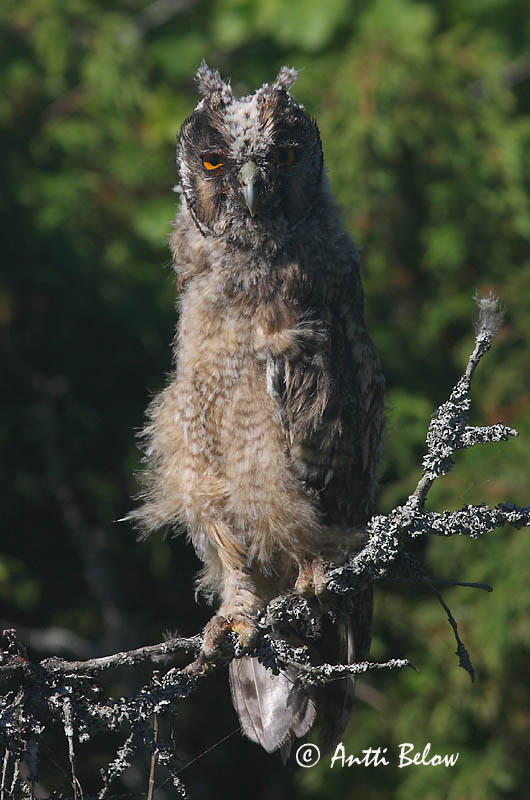 Avainsanat: Mussol banyut Skovhornugle Ransuil Long-eared Owl Kõrvukräts Sarvipöllö Hibou moyen-duc Waldohreule Erdei fülesbagoly Eyrugla Hornugle Bufo-pequeno Asio otus Búho Chico Hornuggla
