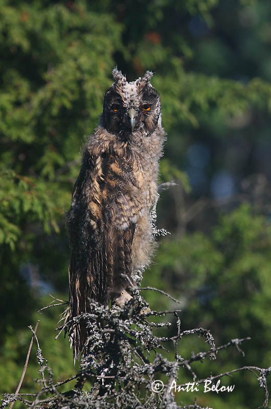 Avainsanat: Mussol banyut Skovhornugle Ransuil Long-eared Owl Kõrvukräts Sarvipöllö Hibou moyen-duc Waldohreule Erdei fülesbagoly Eyrugla Hornugle Bufo-pequeno Asio otus Búho Chico Hornuggla