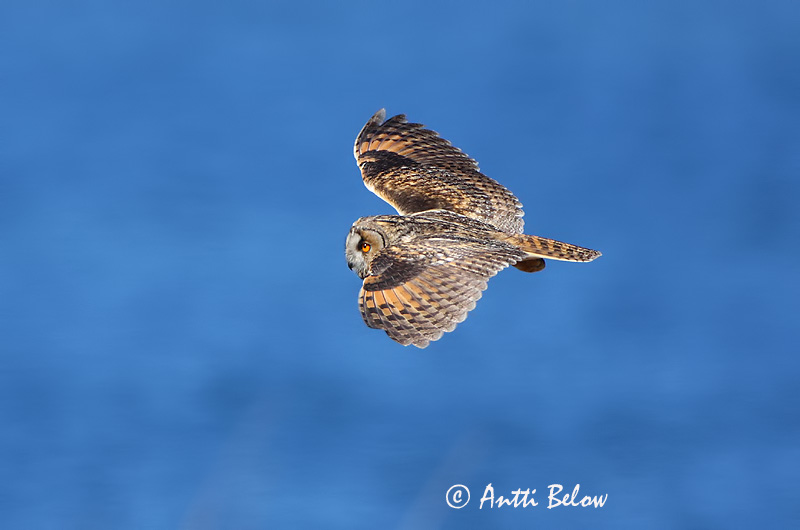 Avainsanat: Mussol banyut Skovhornugle Ransuil Long-eared Owl Kõrvukräts Sarvipöllö Hibou moyen-duc Waldohreule Erdei fülesbagoly Eyrugla Hornugle Bufo-pequeno Asio otus Búho Chico Hornuggla