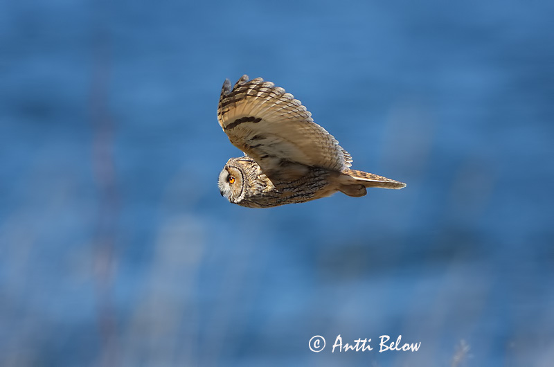 Avainsanat: Mussol banyut Skovhornugle Ransuil Long-eared Owl Kõrvukräts Sarvipöllö Hibou moyen-duc Waldohreule Erdei fülesbagoly Eyrugla Hornugle Bufo-pequeno Asio otus Búho Chico Hornuggla