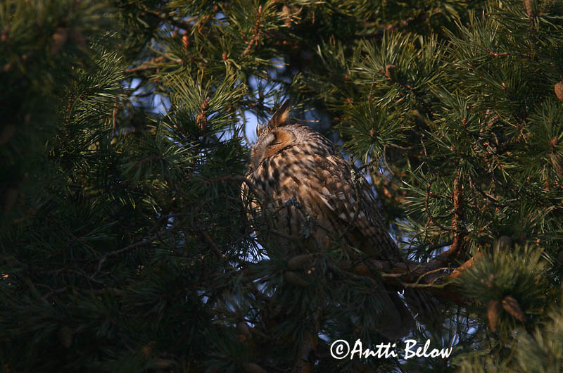 Avainsanat: Mussol banyut Skovhornugle Ransuil Long-eared Owl Kõrvukräts Sarvipöllö Hibou moyen-duc Waldohreule Erdei fülesbagoly Eyrugla Hornugle Bufo-pequeno Asio otus Búho Chico Hornuggla
