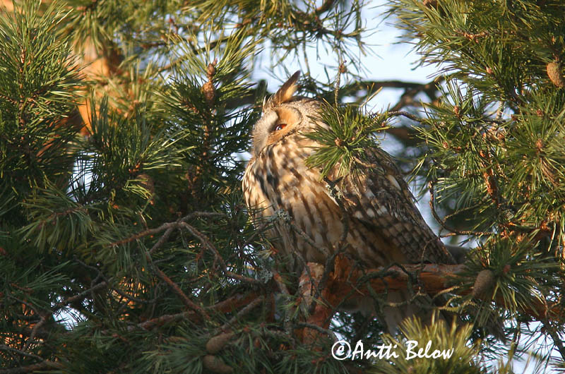 Avainsanat: Mussol banyut Skovhornugle Ransuil Long-eared Owl Kõrvukräts Sarvipöllö Hibou moyen-duc Waldohreule Erdei fülesbagoly Eyrugla Hornugle Bufo-pequeno Asio otus Búho Chico Hornuggla