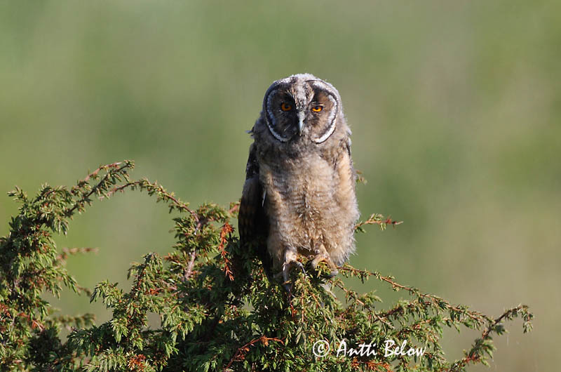 Avainsanat: Mussol banyut Skovhornugle Ransuil Long-eared Owl Kõrvukräts Sarvipöllö Hibou moyen-duc Waldohreule Erdei fülesbagoly Eyrugla Hornugle Bufo-pequeno Asio otus Búho Chico Hornuggla