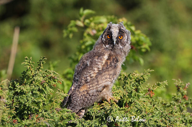 Avainsanat: Mussol banyut Skovhornugle Ransuil Long-eared Owl Kõrvukräts Sarvipöllö Hibou moyen-duc Waldohreule Erdei fülesbagoly Eyrugla Hornugle Bufo-pequeno Asio otus Búho Chico Hornuggla