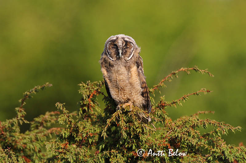 Avainsanat: Mussol banyut Skovhornugle Ransuil Long-eared Owl Kõrvukräts Sarvipöllö Hibou moyen-duc Waldohreule Erdei fülesbagoly Eyrugla Hornugle Bufo-pequeno Asio otus Búho Chico Hornuggla
