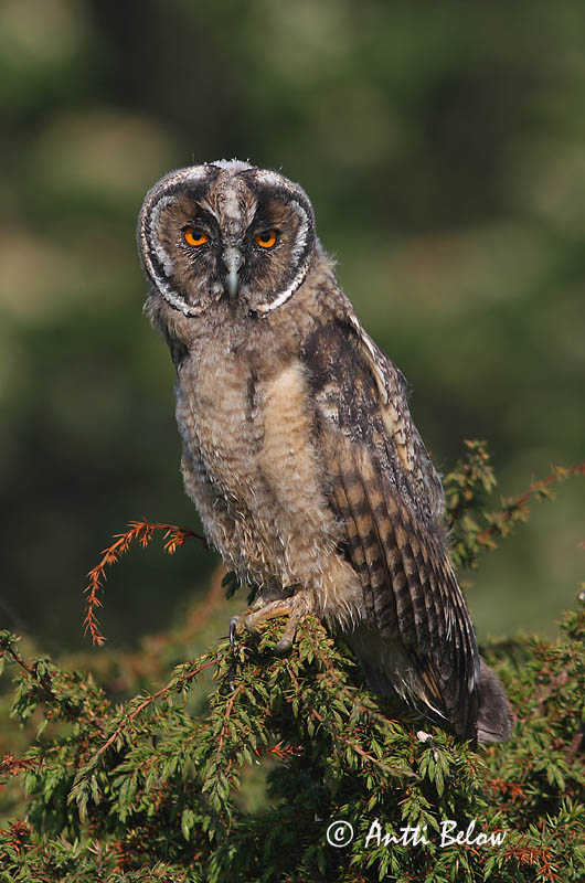 Avainsanat: Mussol banyut Skovhornugle Ransuil Long-eared Owl Kõrvukräts Sarvipöllö Hibou moyen-duc Waldohreule Erdei fülesbagoly Eyrugla Hornugle Bufo-pequeno Asio otus Búho Chico Hornuggla