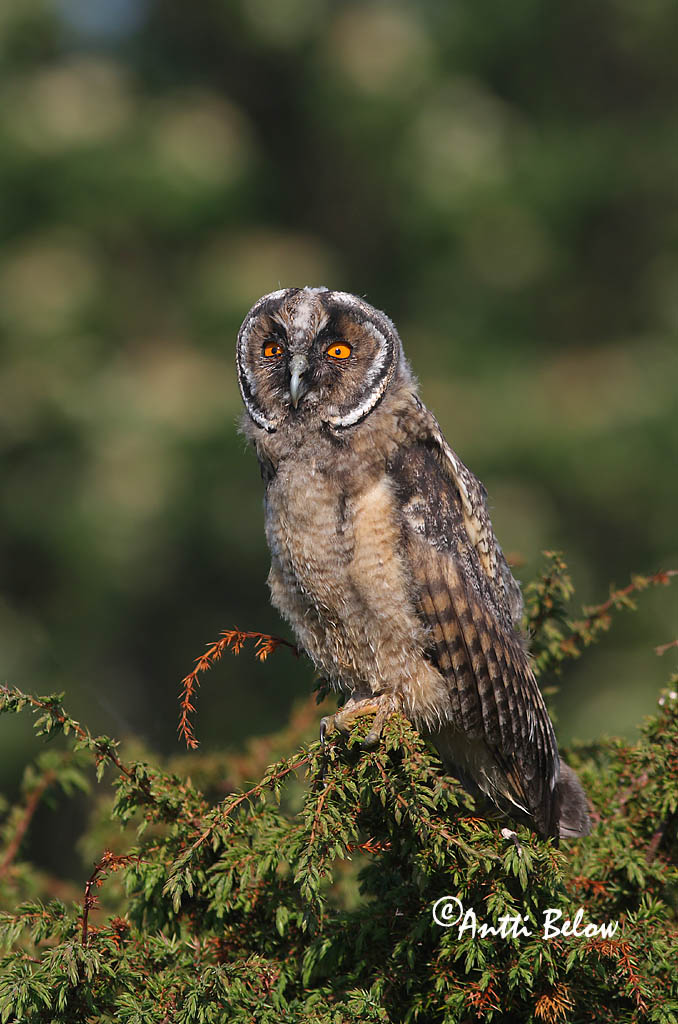 Avainsanat: Mussol banyut Skovhornugle Ransuil Long-eared Owl Kõrvukräts Sarvipöllö Hibou moyen-duc Waldohreule Erdei fülesbagoly Eyrugla Hornugle Bufo-pequeno Asio otus Búho Chico Hornuggla
