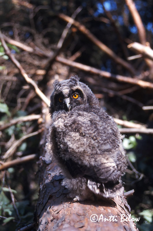 Avainsanat: Mussol banyut Skovhornugle Ransuil Long-eared Owl Kõrvukräts Sarvipöllö Hibou moyen-duc Waldohreule Erdei fülesbagoly Eyrugla Hornugle Bufo-pequeno Asio otus Búho Chico Hornuggla
