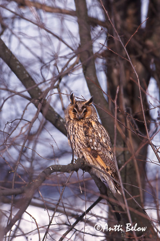 Avainsanat: Mussol banyut Skovhornugle Ransuil Long-eared Owl Kõrvukräts Sarvipöllö Hibou moyen-duc Waldohreule Erdei fülesbagoly Eyrugla Hornugle Bufo-pequeno Asio otus Búho Chico Hornuggla