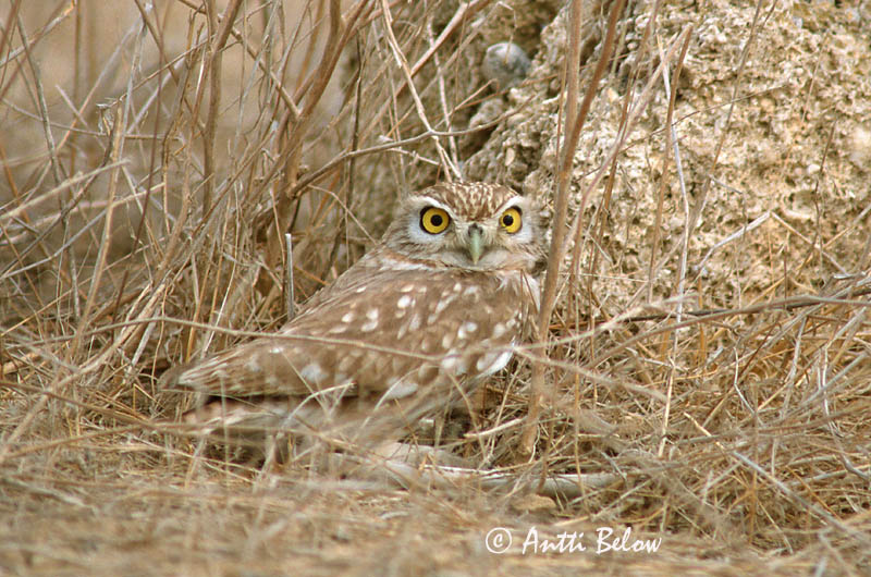Avainsanat: Mussol comú Kirkeugle Steenuil Little Owl Kivikakk Minervanpöllö Chevêche d'Athéna Steinkauz Kuvik Kattugla Kirkeugle Mocho-galego Athene noctua Mochuelo Común Minervauggla