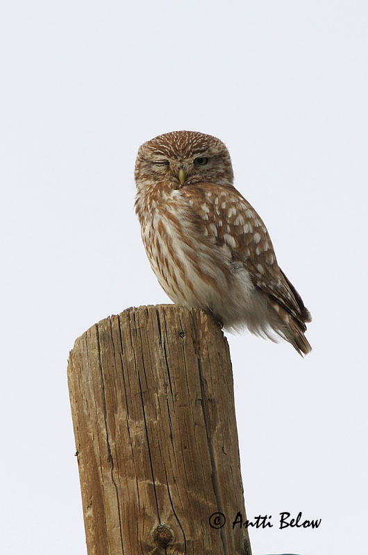 Turkey 5/08
Avainsanat: Mussol comú Kirkeugle Steenuil Little Owl Kivikakk Minervanpöllö Chevêche d'Athéna Steinkauz Kuvik Kattugla Kirkeugle Mocho-galego Athene noctua Mochuelo Común Minervauggla