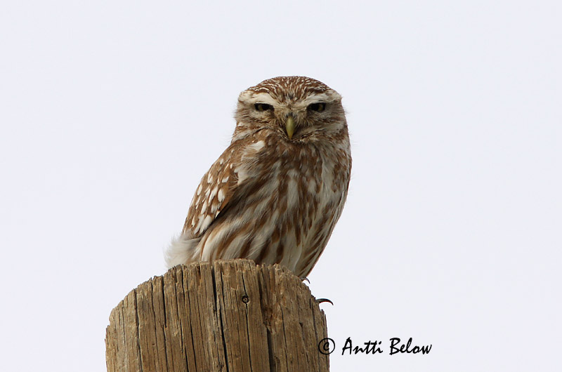 Turkey 5/08
Avainsanat: Mussol comú Kirkeugle Steenuil Little Owl Kivikakk Minervanpöllö Chevêche d'Athéna Steinkauz Kuvik Kattugla Kirkeugle Mocho-galego Athene noctua Mochuelo Común Minervauggla