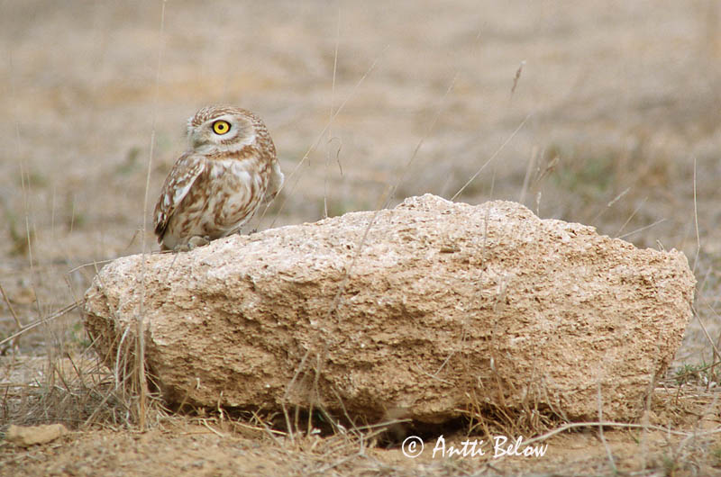 Avainsanat: Mussol comú Kirkeugle Steenuil Little Owl Kivikakk Minervanpöllö Chevêche d'Athéna Steinkauz Kuvik Kattugla Kirkeugle Mocho-galego Athene noctua Mochuelo Común Minervauggla